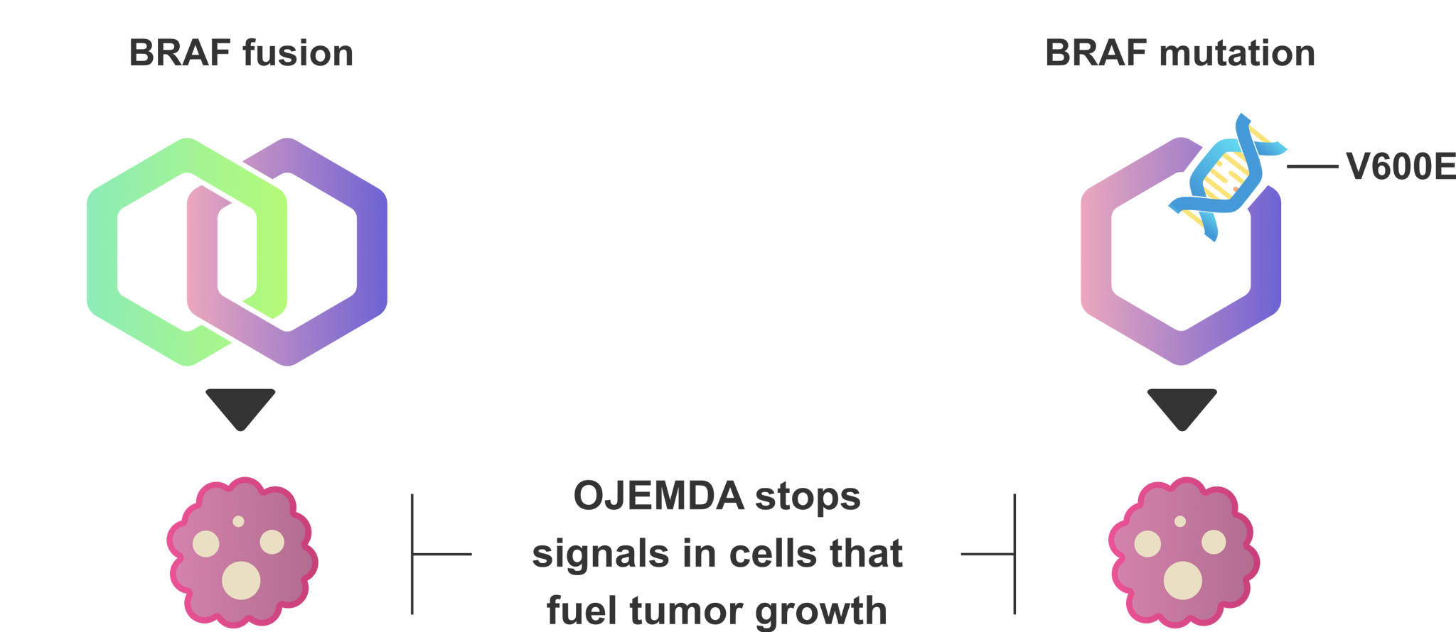 OJEMDA works to block tumor growth caused by an abnormal BRAF gene. OJEMDA stops signals in cells that fuel tumor growth